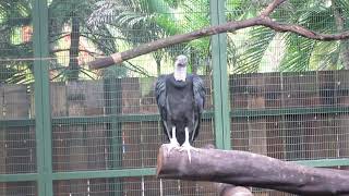 Jurong Bird Parks Newest Exhibit  A Retirement Home for Senior Birds [upl. by Ordnazil599]