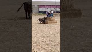 Toro siembra el pánico en el campo shorts [upl. by Ahseneuq]