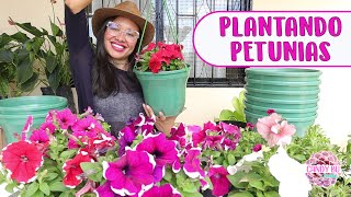 PLANTANDO PETUNIAS Qué tipo de tierra usar y cómo cuidarlas│Candy Bu [upl. by Taite]