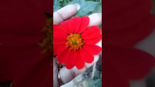 Zinnia Flower l Elegant Zinnia Flower l zin l zea flowery premiumflowers flowers zinnia nature [upl. by Harimas]