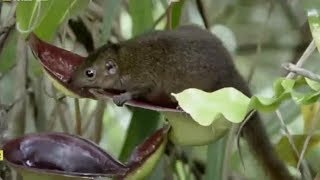 Natural Restroom  Nepenthes Lowii  Incredible Carnivorous Plant [upl. by Eiduj971]