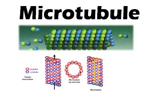 Microtubules and microfilaments  assembly and function [upl. by Bertsche688]