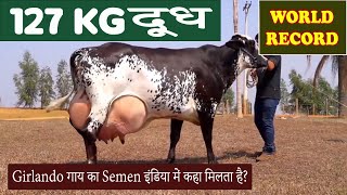 Girlando Cow का सीमेन भारत में कहा मिलता है127kg दूधWorld Record Girlando Cow Today Farming Zone [upl. by Saphra]