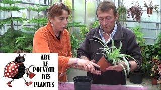 Tuto Jardinage chlorophytum Comment faire lEntretien et larrosage Plantes vertes dintérieur [upl. by Ranna73]