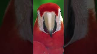 Cute parrot 🦜 😍 💖 💓 music song [upl. by Sherer]