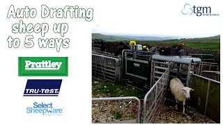 Auto Drafting Sheep up to 5 ways at separating time [upl. by Ursa]