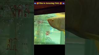 Why arowana fish eats its baby shorts [upl. by Nerrot433]