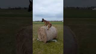 owczarek belgijski hop hop  to co malinois lubią najbardziej [upl. by Rocco]