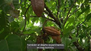 08 Investigaciones de Cacao en el USDATARS Mayagüez Puerto Rico [upl. by Alisia98]