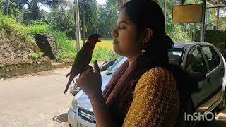 parrot talking മലയാളംതത്തമ്മ ഇത്രയും ഈസി ആയി എങ്ങനെ പഠിച്ചു എന്ന് നോക്കു parrot talking malayalam ❤❤ [upl. by Anneirb]