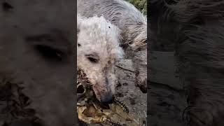 Dog likes to bring me presents🎁 Brutus the Bedlington Whippet doglover bedlingtonterrier Whippet [upl. by Naiva]