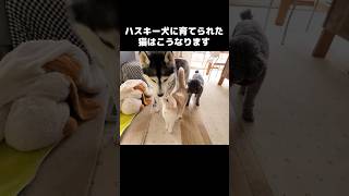 ハスキー犬に育てられた猫はこうなりますshots [upl. by Wareing]