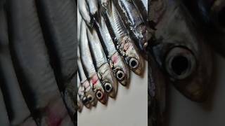 cómo limpiar y hacer filetes de boquerón en un video de 20 segundos viral [upl. by Nilre786]