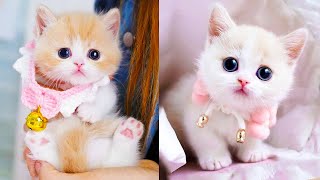 Baby Cats  Cute and Funny Cat Videos Compilation 60  Aww Animals [upl. by Gnanmos]