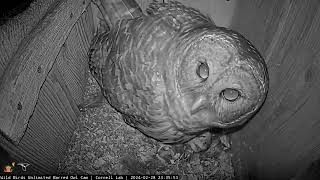 Male Barred Owl Delivers A Midnight Snack To Female At The Nest Box – Feb 29 2024 [upl. by Motteo775]