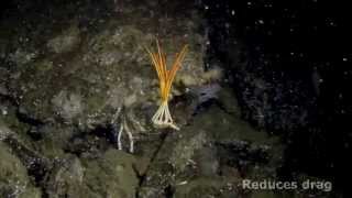 Comet Posture in Sea Spiders [upl. by Pilar]