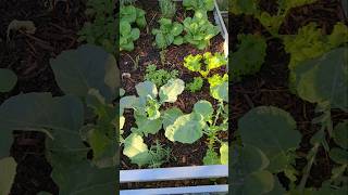 Whats growing in my zone 9 fall garden gardening backyardgarden [upl. by Irved]