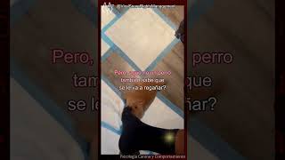 ¿Tu perro es terco adiestramientodeperros perro comportamientocanino [upl. by Savitt146]