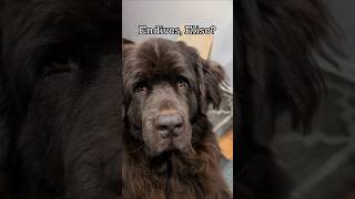 Endives Elise newfoundlanddog [upl. by Zetnauq865]