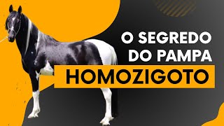 O QUE É COMO PRODUZIR COMO IDENTIFICAR UM PAMPA HOMOZIGOTO [upl. by Nalra]