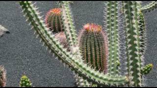 El plumaje del diablo  Jardín de cactus de Lanzarote [upl. by Eiggam]