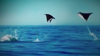 Hundreds of Manta Rays Leap into the Air [upl. by Oralla]