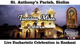 Tuesday Konkani Mass Live at 800am 30th July 2024  St Anthonys Church Siolim [upl. by Noneek92]