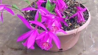 PLEIONE ORCHID CARE TIPS PLEIONE TONGARIRO IN BLOOM [upl. by Kelcy892]