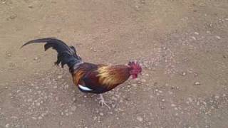 Kauai Rooster Running Around [upl. by Nosnibor402]