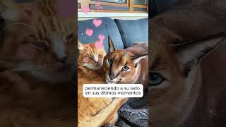 Gatito extraña a su madre 🐱❤️ love animals animales shorts shortviral [upl. by Ennayoj278]