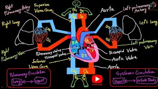 Pulmonary circulation and Systemic circulation।। Cardiovascular system।। Medical Lab Tech [upl. by Vial]