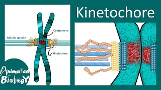 Kinetochore  Structure and Function  Molecular biology [upl. by Malda210]