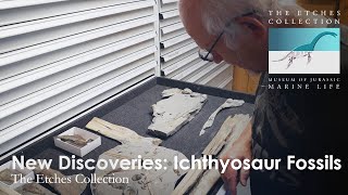 New Discoveries Ichthyosaur Fossils [upl. by Fridell]