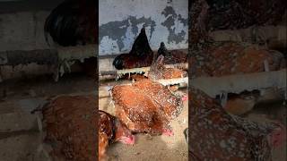 Beautiful jubilee Orpington chicken 🐔 shorts viral trending youtubeshorts petslover reels [upl. by Alliuqa]