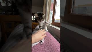 Şam şeytanı shortvideo cat kedi kediplus kitten catlover [upl. by Till]