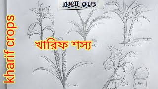 5 kharif crops drawingkharif 🌱plant drawingsummer season cerealssummer crops drawingখারিফ শস্য [upl. by Veats601]