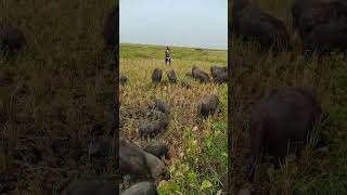 mud wild pigs animal farmboarhog pigs farming wildhog natureshorts [upl. by Janette]