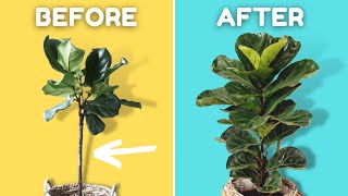 Stop Leaf Drop on Your Fiddle Leaf Fig [upl. by Schuman]