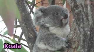 コアラの子供たちが可愛い♥ Cute koala child and family 337【Cute animal baby videos】【こども動物自然公園】 [upl. by Sessler]