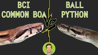 Ball Python vs Common Boa BCI  Head To Head [upl. by Ynomrah]