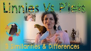 Linnies or Parrotlets 3 Similarities amp Differences ParrotBliss Parrots [upl. by Simsar993]