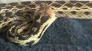 Snake Eats Rat Alive 1 of 3 [upl. by Jodie]