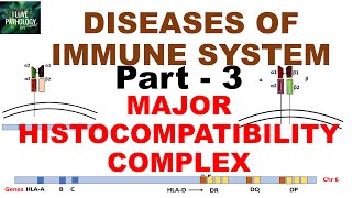 Major Histocompatibility complex  Structure  HLA  Disease associations [upl. by Lien234]