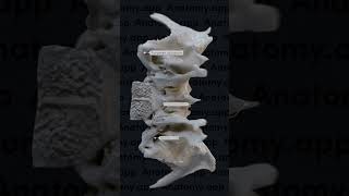 Sphenoid bone landmarks [upl. by Ginnie]