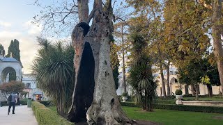 তোপকাপি প্রাসাদের হাজার বয়েসী গাছ ও অন্যান্য  Old Tree of Topkapi Palace  Istanbul  Turkey [upl. by Pacifica]