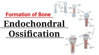 Endochondral Ossification  Bone formation by endochondral pathway  Osteology [upl. by Eulalia]