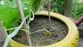 Guide to Growing Organic Pumpkins at Home – Simple and Effective [upl. by Auqenes]