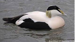 Eider Duck [upl. by Anabelle]