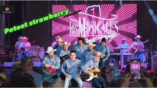 LIVE POTEET STRAWBERRY  Festival 13April2024   DAVID LEE GARZA Y LOS MUSICALES [upl. by Arela]