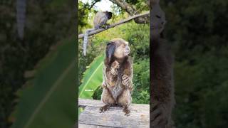 Who is 😮😮 wildanimal animals shorts nature Blacktuftedmarmoset [upl. by Leeann]